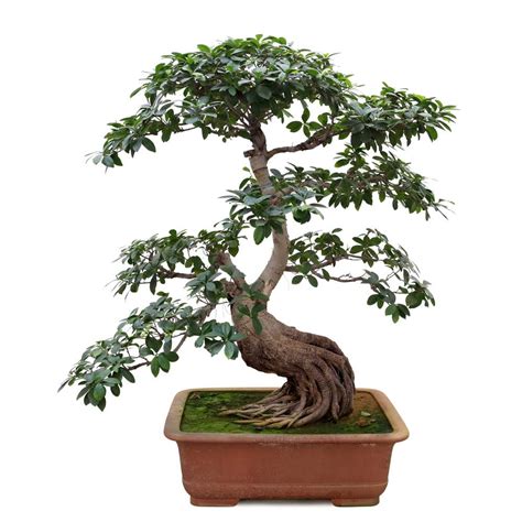 bonsai 意思|BONSAI 释义 